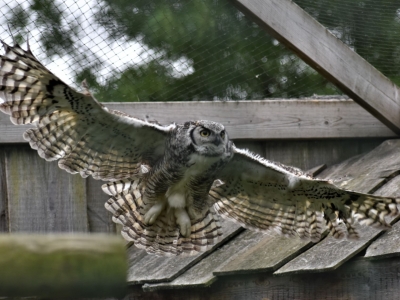 Great horned owl - De Zonnegloed - Animal park - Animal refuge centre 